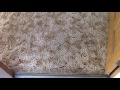 Most Inexpensive Carpet Cleaning Method Ever!