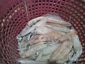 merecik semburan sotong jarum..candat sotong #marang #nelayan #pukatcerutmarang #TRF63 #TRF1069