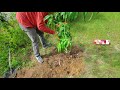 How To Plant (Peach) Trees