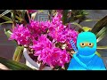 Channel Challenge! 📢 Hoping to get more EYES on my Channel! 👀  #ninjaorchids