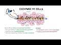 GASEOUS EXCHANGE | Easy to Understand