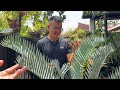 Inside The Diverse - Exotic Garden of Singapore Plant Collector | Aroids Bromeliads Costus and More!