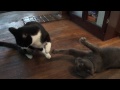 Catnip Fight!