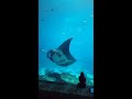 Giant manta at Georgia Aquarium