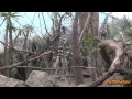 Lemurs with babies and the Red Fody Birds at The Bronx Zoo NYC on a Wedding Night