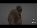 Sasquatch / Gigantopithecus Blacki model  hair colour and length test