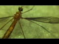 Crane fly resilience (rare video)