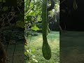 Pop’s garden walk through squash trellis