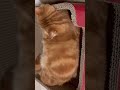 자는거 쳐다만봐도 힐링이되네요~🎵🐾😚💚Just seeing a cat sleep makes me feel good🧡🎶