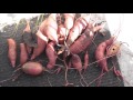 Bumper sweet potato harvest (Old video November 2015)