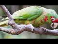 Amazon 4k: Tropical Birds In 4k - Beautiful Bird Sounds Of Rainforest | Scenic Relaxation Music