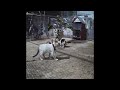 😹 Funny actions of cats 😂 Funny Cats Videos 2024 😹😻