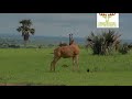 Twin giraffes Swagging in Queen Elizabeth | Africa Wildlife| Nature| Adventures