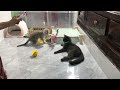 YOU LAUGH YOU LOSE😻Best Funny Animals Video 2024😬🐶#17
