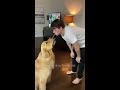 Dog Has Cutest Relationship With Human Brothers