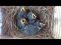 How Baby Bluebirds Hatch From Eggs 🥚 | Time-Lapse | #eggs #babies #bluebird
