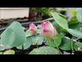 How To Fertilize Lotus Plant | How To Get Lots of Blooms | FULL UPDATES