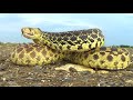 Bullsnake Defensive Display Final Cut