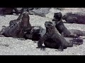 Galapagos Sea Iguanas