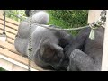 Shabani is crazy about Nene❗️❓❤️ Higashiyama Zoo⭐️ gorilla