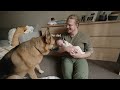 German Shepherd meets baby