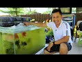 CHEAPEST AQUARIUM GIANT GOLDFISH SELLER  On a TINY BACKYARD POND!! Harvesting Thousands of koi fish
