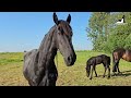 I didn't know that! | Wash those 2 | Jump | Play | Graze | Friesian Horses