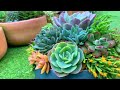 Succulent Arrangement Layering Technique