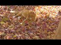 Relaxing Autumn Piano & Guitar Playlist🍂Dog and Cat in a Ghibli Autumn Garden