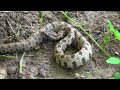 Western Pygmy Rattlesnake at the Nature Park