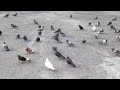 #Dove #pigeon / @ORIGINALVLOGE