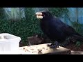 Introduction to 'Billy & Bobbie'...A Crow Story.