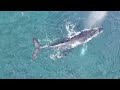 Maui Humpback Whale Aerial Footage| Cinematic 4K Drone| Mavic 3 Pro