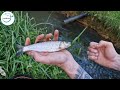 WHAT FISH LIVE IN A TINY STREAM? I WAS SHOCKED AT WHAT YOU CAN CATCH!