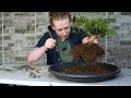 How To Make Bonsai from Collected Material