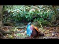 Temminck's tragopan Tragopan temminckii pheasant courtship display in full 60fps Jonathan Pointer