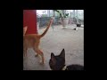 🐱🤣 So Funny! Funniest Cats and Dogs 2024 🤣😻 Funny Animal Videos # 17