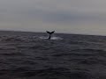 Whale watching outside Boston