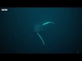 Deadly Killer Whale Moments | Top 5 | BBC Earth