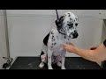 This Dalmatian dogs temperament will SHOCK you