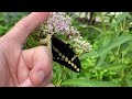 How to Raise Giant Swallowtail Butterflies on the Alabama Gulf Coast Zone 9a