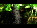 Tornado Bugs - Insect Art - Slow Motion Trails V25400