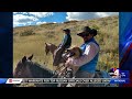 Ranchers wrangle cattle on Utah highway