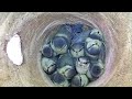 Blue Tit Nest Update [11 Chicks 29th May 2023]