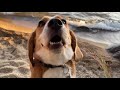 Cute beagle goes to Lake Tahoe and becomes a Californian