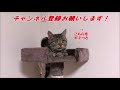 猫に巨大なサーモンをプレゼントするとこうなりますｗ