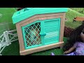 Little Live Pets Mama Surprise Guinea Pig with 3 Surprise Babies with Encanto Mirabel and Isabela