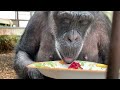 Thanksgiving at Chimpanzee Sanctuary NW 2022