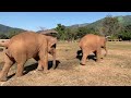 Ahh-Da the Rescued Dog and Baby Elephants Pyi Mai & Chaba - ElephantNews