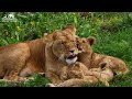 Baby Animals 4K - The Closeness Of Small Animals In The Natural World With Relaxing Music